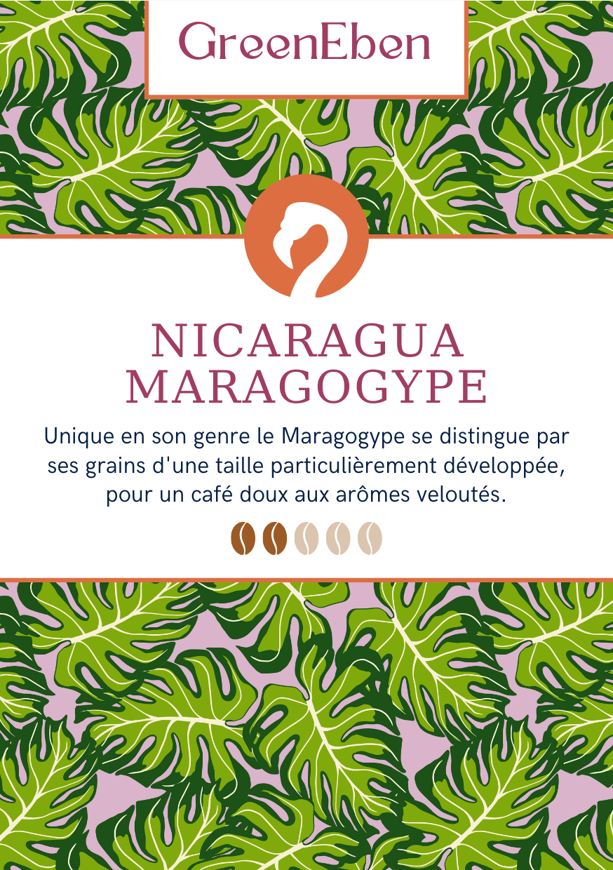 Café du Nicaragua - Maragogype