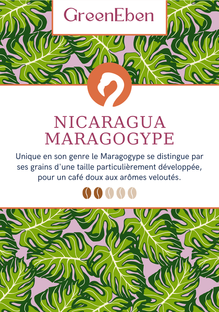 Café du Nicaragua - Maragogype